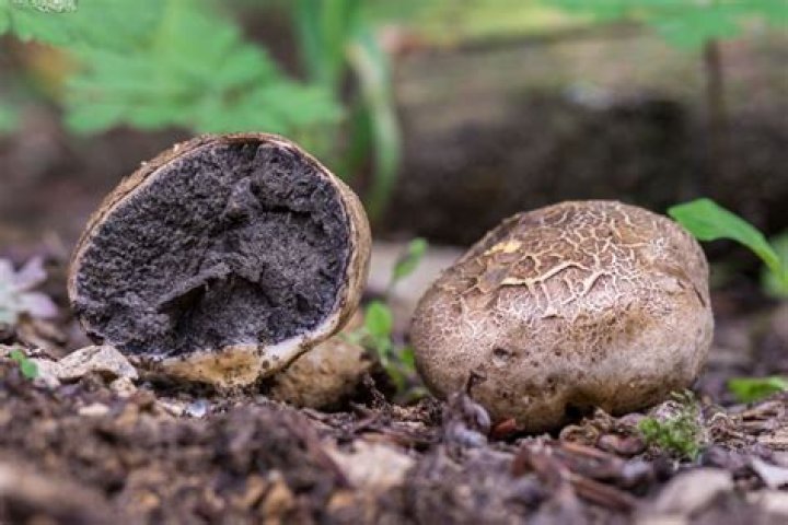 When is puffball mushroom season?