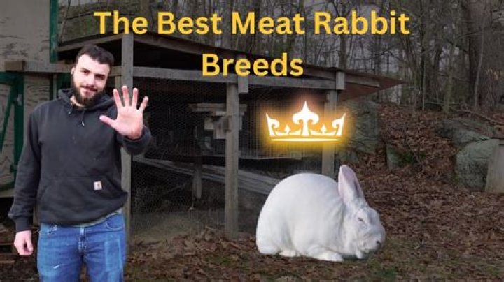 When is rabbit meat?