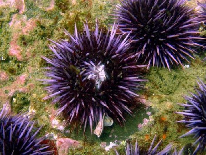When is sea urchin in season?