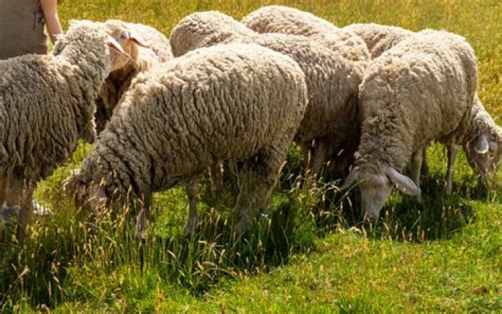 When is sheep tick season?