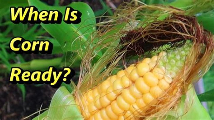 When is sweet corn ready after tasseling?