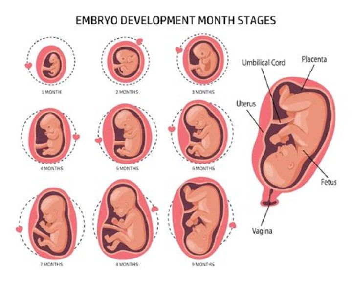 When is the most tiring part of pregnancy?