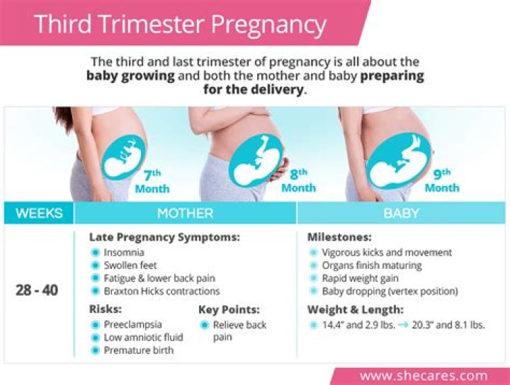 When is third trimester?
