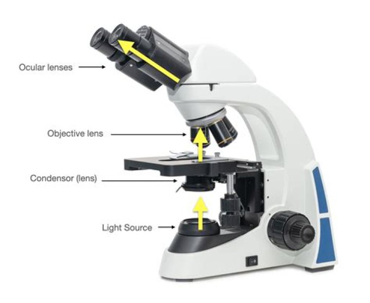 When maintaining the microscope what is used to clean the lenses?