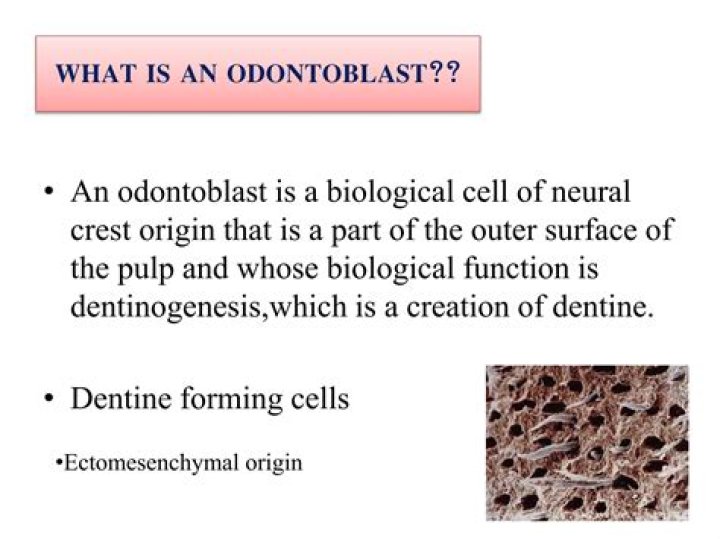 When odontoblasts are destroyed?