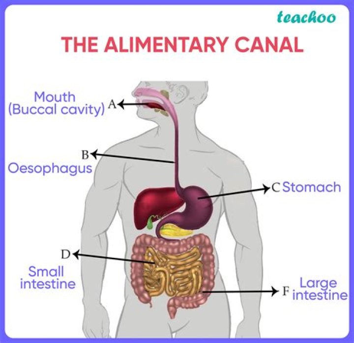 When relaxed the alimentary canal is approximately?
