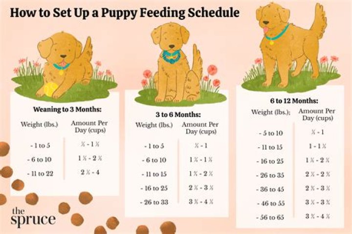 When should a puppy be desexed?