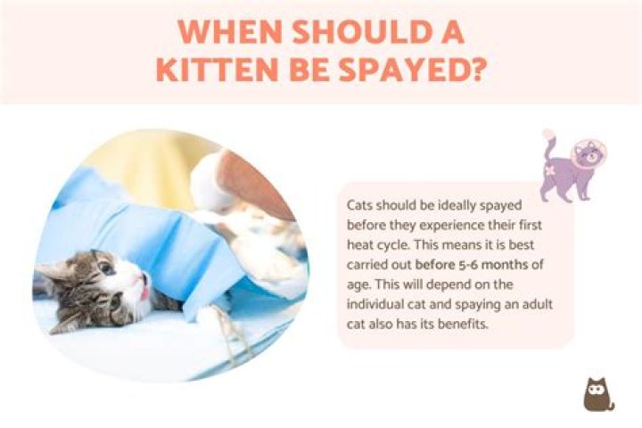 When should cat get spayed?