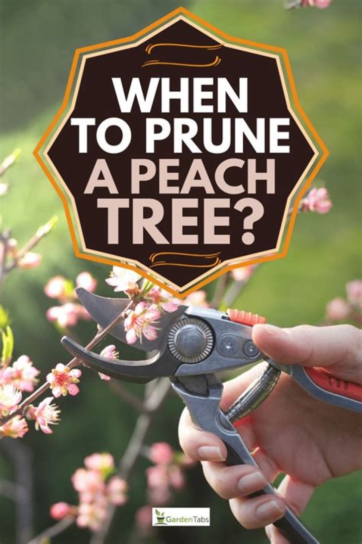 When should i prune peach trees?