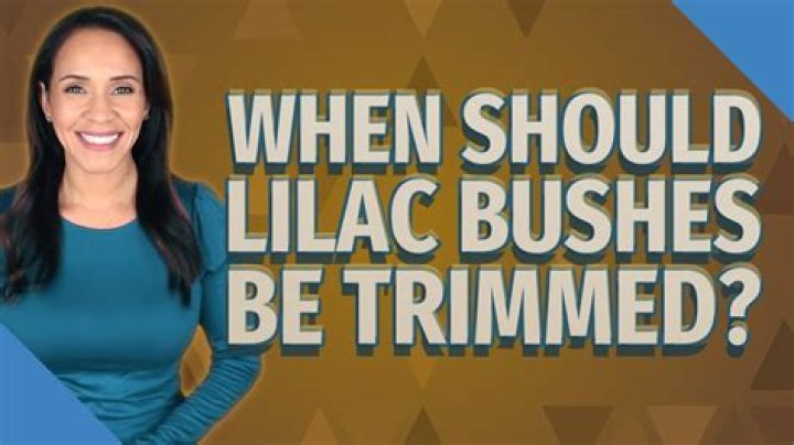 When should lilac bushes be trimmed?