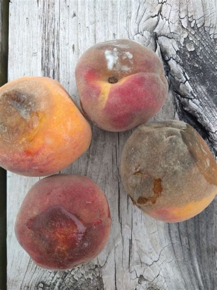 When should peaches be thinned?