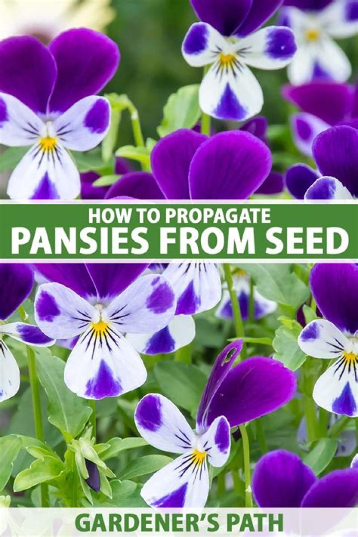 When should you plant pansy seeds?