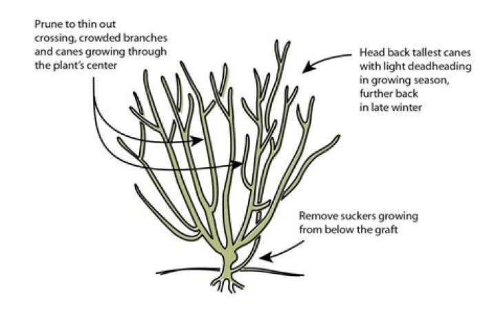 When should you prune subshrub?