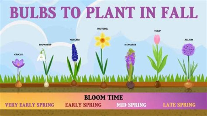 When should you transplant bulbs?