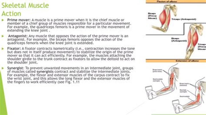 When skeletal muscle isometrically contracts?