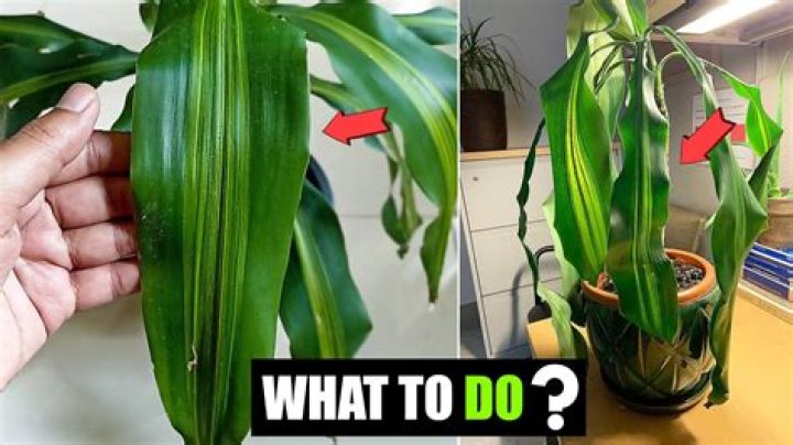 When something is drooping?