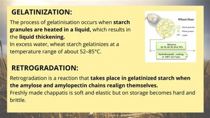 When starch granules are heated?