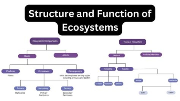 When structure and function?