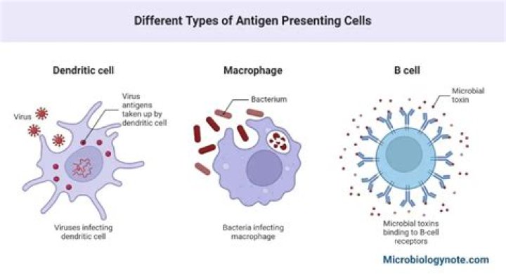 When the cell engulfs large fragments of matter?