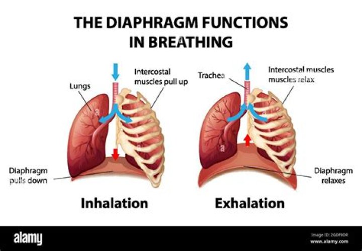 When the diaphragm relaxes?