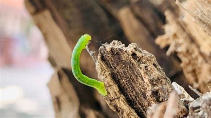 When to band trees for cankerworms?