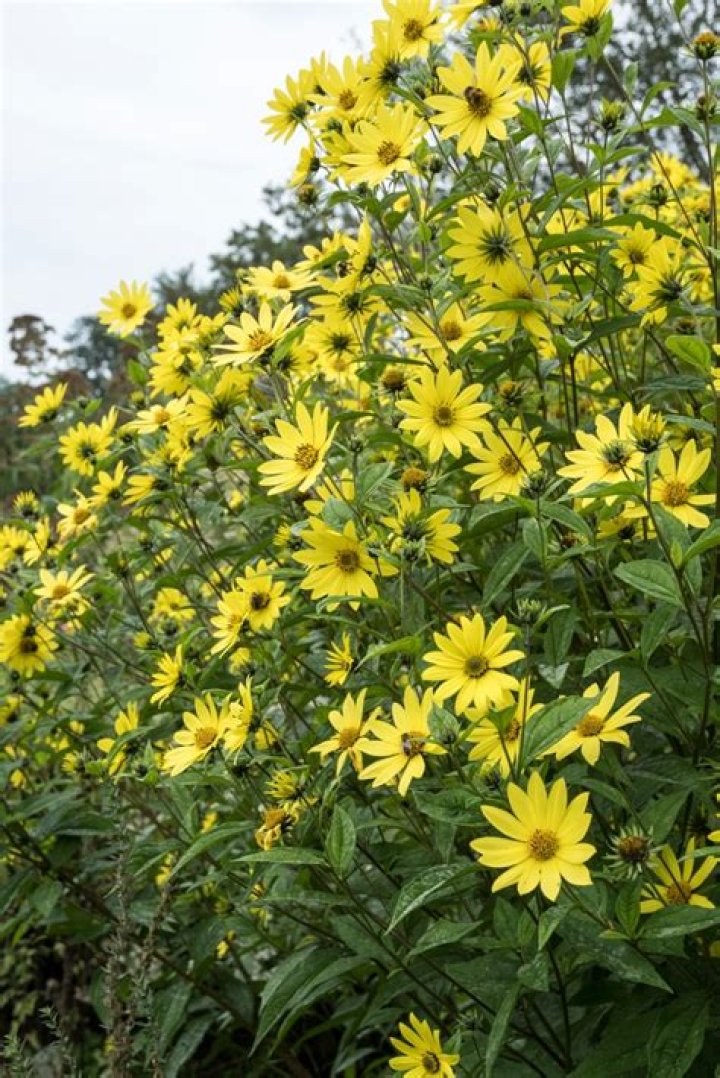 When to cut back helianthus 'lemon queen?