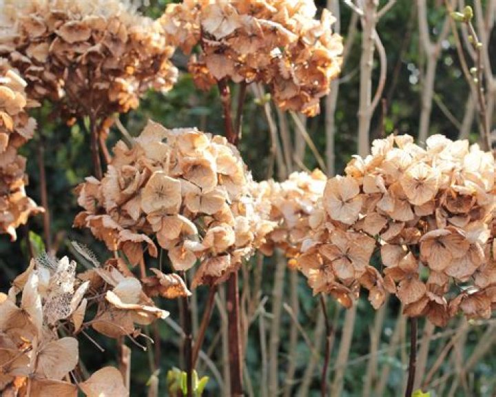 When to deadhead oakleaf hydrangeas?