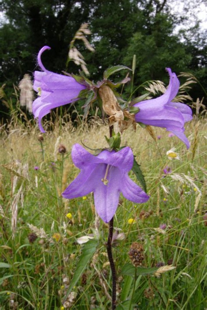 When to divide campanula uk?