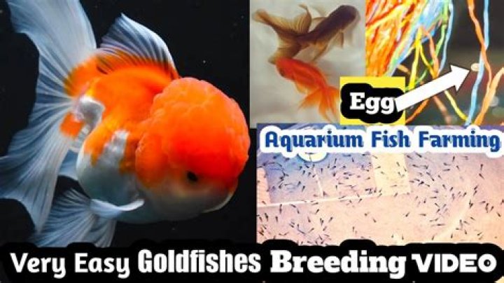 When to feed goldfishes?