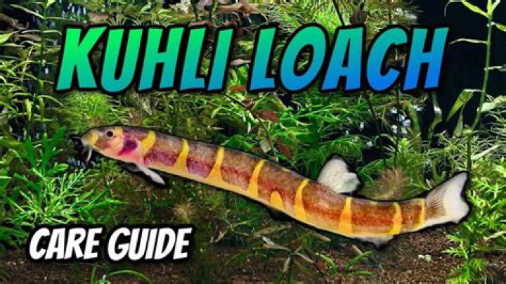 When to feed kuhli loaches?