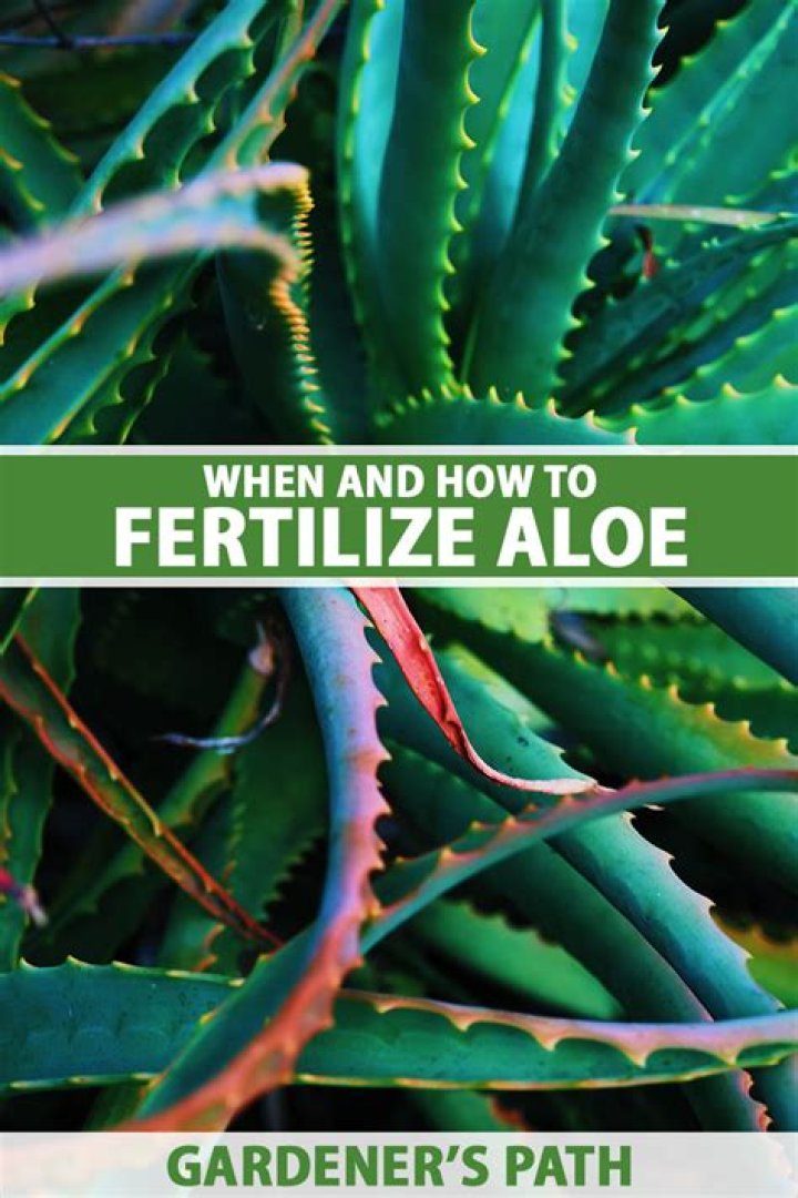 When to fertilize aloe?