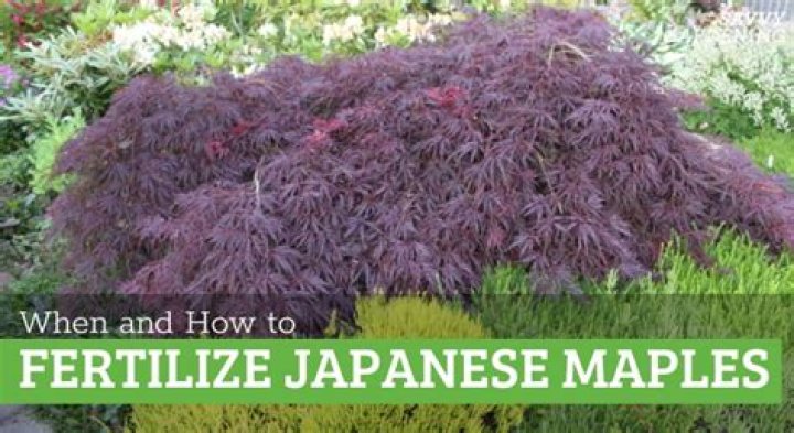 When to fertilize japanese maples?
