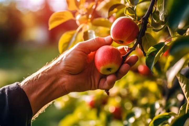 When to harvest chehalis apples?