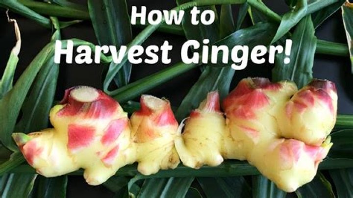 When to harvest ginger?
