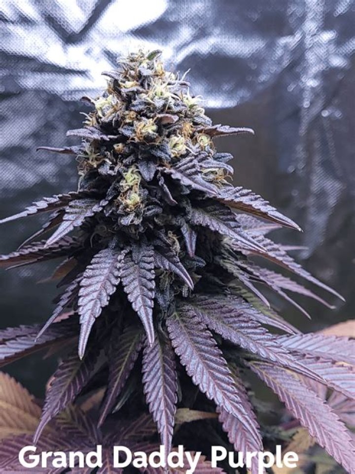 When to harvest grand daddy purple?