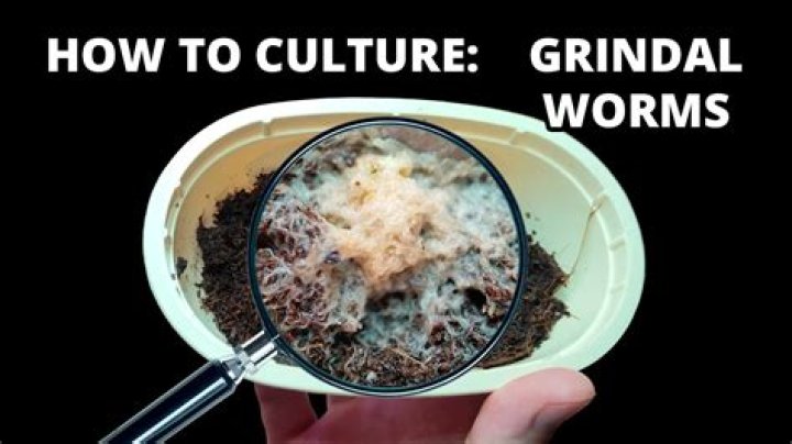 When to harvest grindal worms?