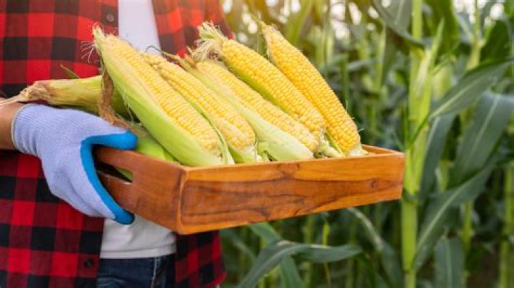 When to harvest sweet corn?