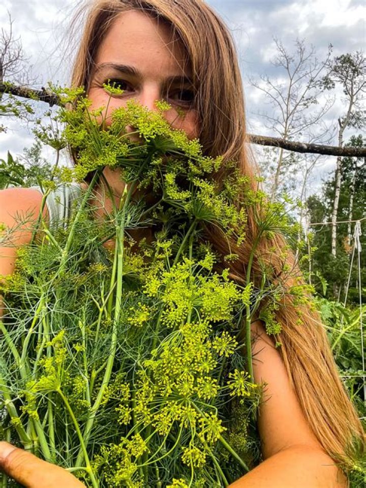 When to harvest woad?