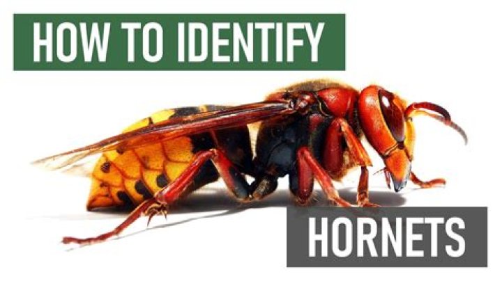 When to kill hornets?