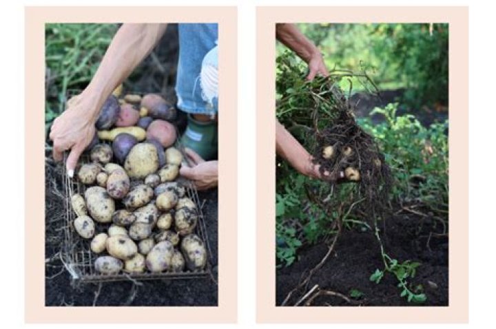 When to know when potatoes are ready to harvest?