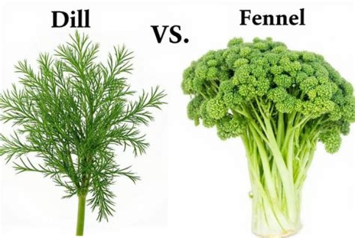 When to mow dog fennel?