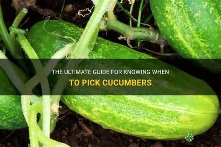 When to pick cucumbers?