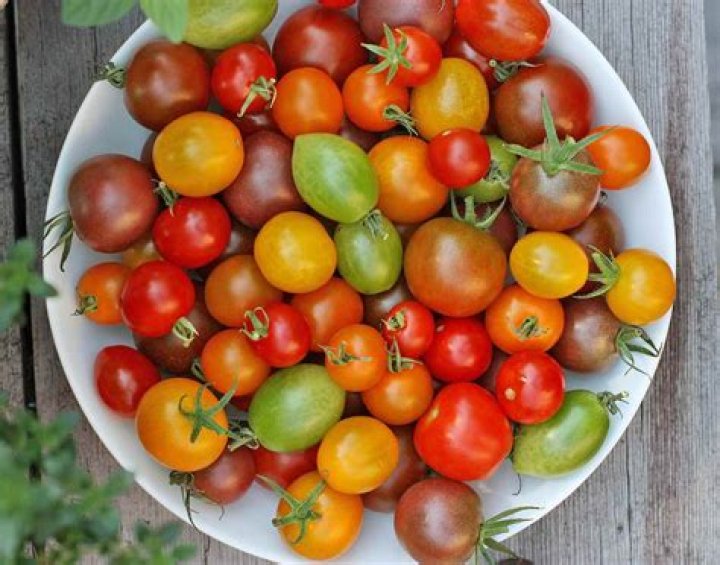 When to pick ground cherry tomatoes?