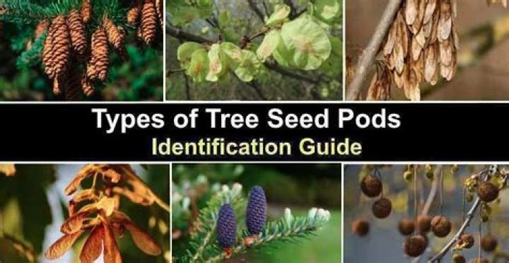 When to pick seed pods?