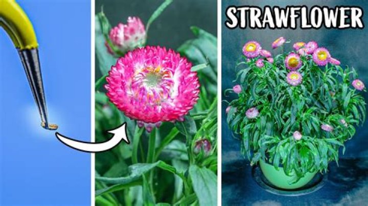 When to pinch strawflower?