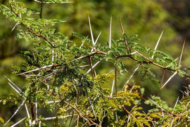 When to plant a thorn hedge?