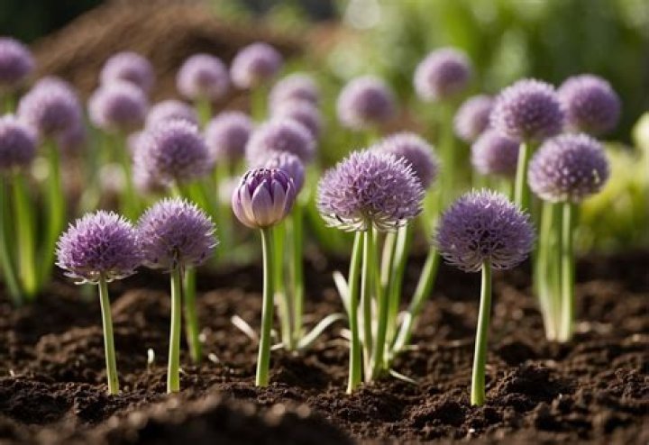 When to plant allium bulbs?