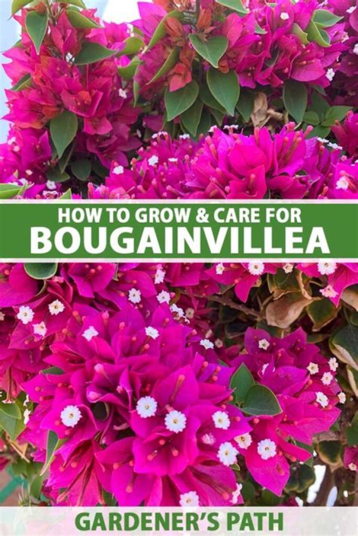 When to plant bougainvillea?