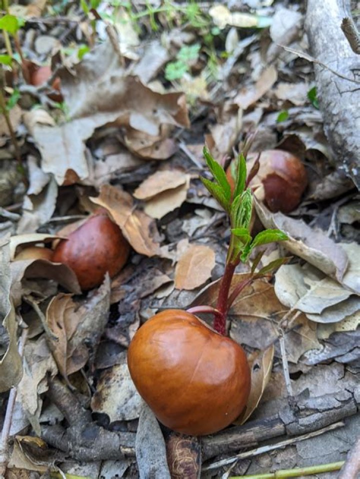 When to plant buckeyes?