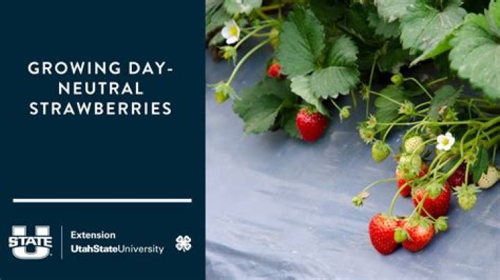 When to plant day neutral strawberries?
